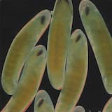 Gluing Carpet to Your Genitals Does Not Make You a Cantaloupe