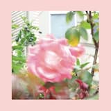 Don't Come Home Too Soon