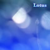 Lotus Morning