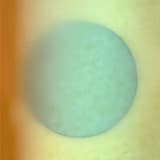 Tidal Love Conversation in That Familiar Golden Orchard (edit)