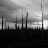 Dead Forest