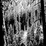 Schlafende Alpenwälder