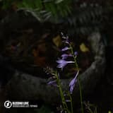 Bleeding Love (acoustic)