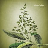 Con el sol de la mañana