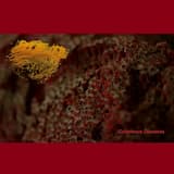 Decomposed Flesh Cancer