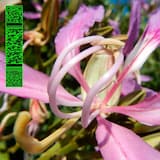 One More Fluorescent Rush