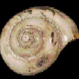 caracol