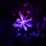 Explosion Of Stars To Pieces