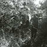 It's a Tennessee Thang