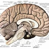 The Choir of the Shitty Unconscious