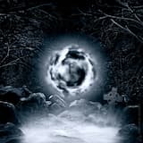 Hearing the Deep Breath of Ancient Forests of Wisdom Engulfing Dark Skies of Hope