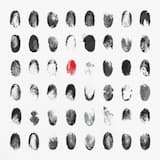 Les oiseaux tombent du ciel