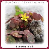 Scattered to the Four Winds