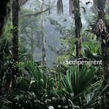 The Call, the Gathering, the Rain – Mantled Howler Monkey, Orange-Fronted Parakeet, White-Fronted Parrot, Yellow-Naped Amazon