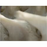 Beat Crown for Shamhat