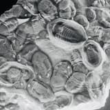 Trilobite, a Memento Mori