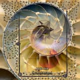 Contemplative Fields