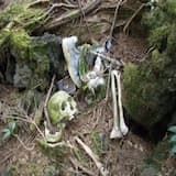 Aokigahara