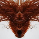 Devil Disease / For the Tasmanian Devils 1