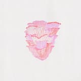 Drift 22: Philodendron Hederaceum