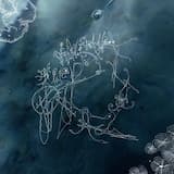 Längtan får vingar