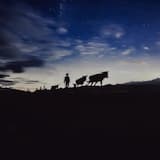 A Shepherds Life (Sonic Story)