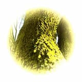 Rune X - Zu den Wurzeln Yggdrasil