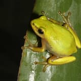 Hyperolius pickersgilli