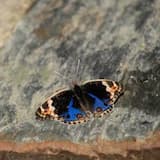 Drowning in the Oasis