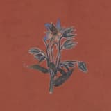 variations dandelion i