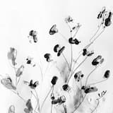 Progressive Diminution of Light