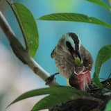 Springtime - Instrumental Folk in A minor