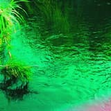 Trapped Tiger (Luis León rephase)