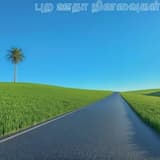 நியான் புல்வெளிகள்