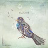 Blackbird