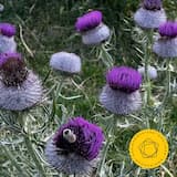 Symphony no. 9 in E-flat major, op. 70: I. Allegro