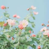 Beautiful Light Optimistic Piano (Main)