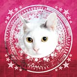 You Think You're Just So Cool