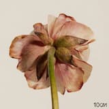 그러나 (instrumental)