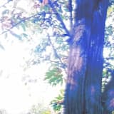 꿈속의 이명 (Dream Hallucination)