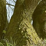 Rune X - at the tree of memory&deg;1