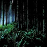 Chapter I - En el gran bosque