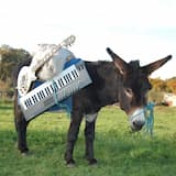 Après la pluie, la pluie