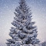 Wally Jolly Christmas