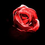 Romantic Homicide (Live Version)