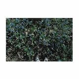 lonely boy with a toy ukulele