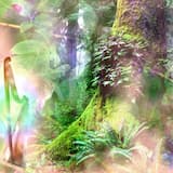 Palace in the Forest