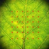 Chilumi Cha Kwetu (Voices from Home)