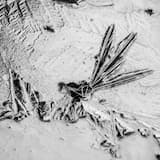 Macaco (Mollono.Bass Remix)