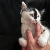 Укус котёнка